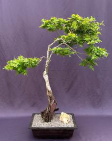 Beni Hime Dwarf Japanese Maple Bonsai Tree<br>Root Over Rock<br>(Acer palmatum 'Beni Hime')