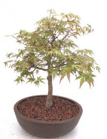 Japanese Green Maple Bonsai Tree<br><i>(acer palmatum)</i>