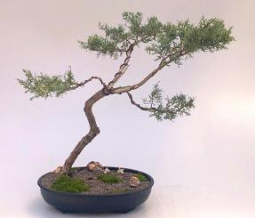 Shimpaku Juniper Bonsai Tree<br><i>(shimpaku itoigawa)</i>