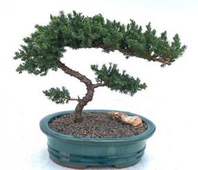 Juniper Bonsai Tree - Trained <br><i>(juniper procumbens nana)</i>