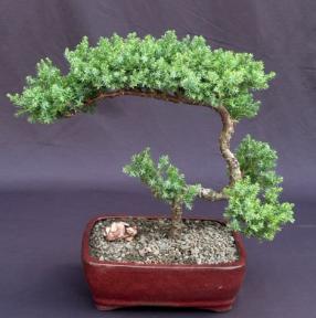 Juniper Bonsai Tree - Trained <br><i>(juniper procumbens nana)</i>