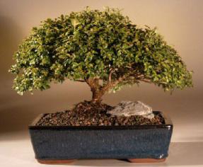 Japanese Kingsville Boxwood Bonsai Tree<br><i>(buxus microphylla 'compacta')</i>