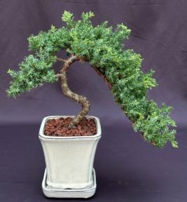 Juniper Bonsai Tree - Cascade Style<br><i>(juniper procumbens nana)</i>