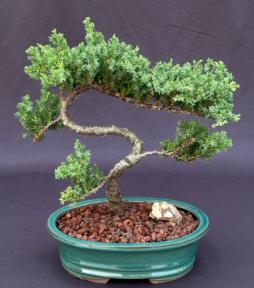 Juniper Bonsai Tree - Trained <br><i>(juniper procumbens nana)</i>