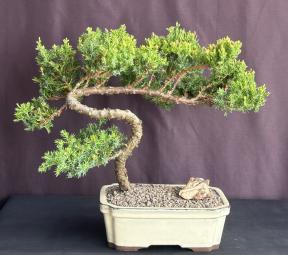 Juniper Bonsai Tree - Trained <br><i>(juniper procumbens nana)</i>