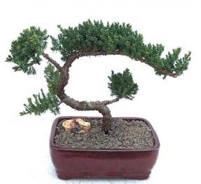 Juniper Bonsai Tree - Trained <br><i>(juniper procumbens nana)</i>