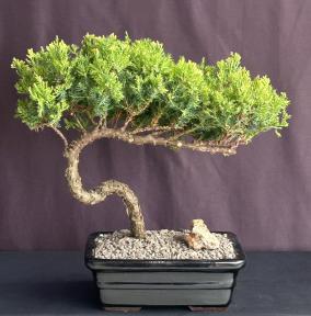 Juniper Bonsai Tree - Trained <br><i>(juniper procumbens nana)</i>