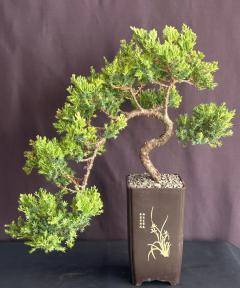 Juniper Bonsai Tree - Trained<br><i>(juniper procumbens nana)</i>