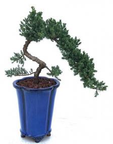 Juniper Bonsai Tree - Trained <br><i>(juniper procumbens nana)</i>