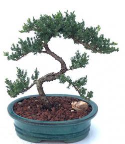 Juniper Bonsai Tree - Trained <br><i>(juniper procumbens nana)</i>