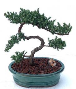 Juniper Bonsai Tree - Trained <br><i>(juniper procumbens nana)</i>