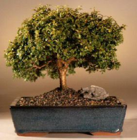 Japanese Kingsville Boxwood Bonsai Tree<br><i>(buxus microphylla 'compacta')</i>