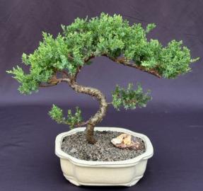 Juniper Bonsai Tree - Trained <br><i>(juniper procumbens nana)</i>