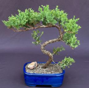 Juniper Bonsai Tree - Trained <br><i>(juniper procumbens nana)</i>