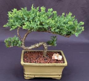 Juniper Bonsai Tree - Trained <br><i>(juniper procumbens nana)</i>