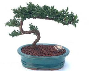 Juniper Bonsai Tree - Trained <br><i>(juniper procumbens nana)</i>