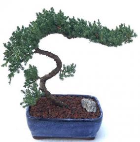 Juniper Bonsai Tree - Trained <br><i>(juniper procumbens nana)</i>