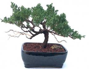 Juniper Bonsai Tree - Trained in Jin Style<br><i>(juniper procumbens nana)</i>