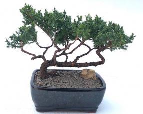 Juniper Bonsai Tree - Trained <br><i>(juniper procumbens nana)</i>