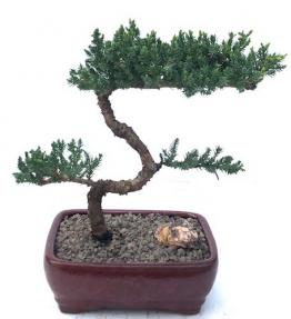 Juniper Bonsai Tree - Trained <br><i>(juniper procumbens nana)</i>