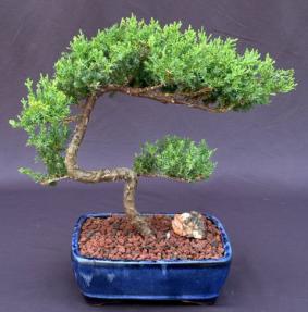 Juniper Bonsai Tree - Trained <br><i>(juniper procumbens nana)</i>