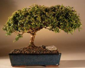 Japanese Kingsville Boxwood Bonsai Tree<br><i>(buxus microphylla 'compacta')</i>