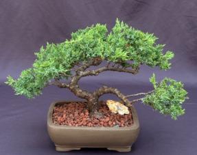 Juniper Bonsai Tree - Trained <br><i>(juniper procumbens nana)</i>