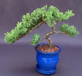 Juniper Bonsai Tree - Trained <br><i>(juniper procumbens nana)</i>