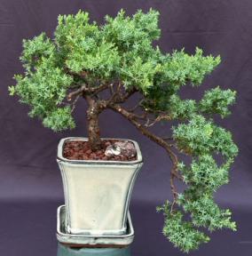 Juniper Bonsai Tree - Cascade Style <br><i>(juniper procumbens nana)</i>