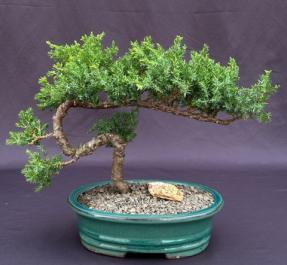 Juniper Bonsai Tree - Trained <br><i>(juniper procumbens nana)</i>