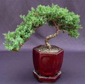 Juniper Bonsai Tree - Trained <br><i>(juniper procumbens nana)</i>