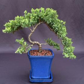 Juniper Bonsai Tree - Trained <br><i>(juniper procumbens nana)</i>