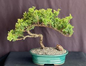 Juniper Bonsai Tree - Trained <br><i>(juniper procumbens nana)</i>