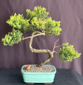 Juniper Bonsai Tree - Trained in Jin Style<br><i>(juniper procumbens nana)</i>