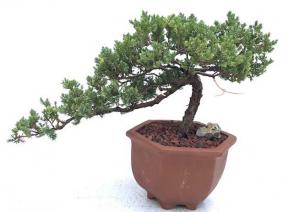 Juniper Bonsai Tree - Trained <br><i>(juniper procumbens nana)</i>