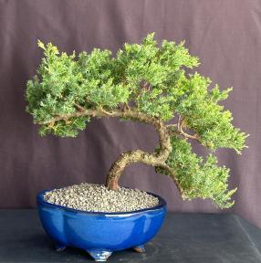 Juniper Bonsai Tree - Cascade Style<br><i>(juniper procumbens nana)</i>