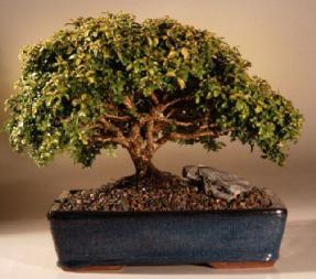 Japanese Kingsville Boxwood Bonsai Tree<br><i>(buxus microphylla 'compacta')</i>