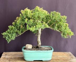 Juniper Bonsai Tree - Trained <br><i>(juniper procumbens nana)</i>