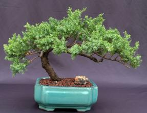 Juniper Bonsai Tree - Trained <br><i>(juniper procumbens nana)</i>