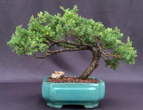 Juniper Bonsai Tree - Trained <br><i>(juniper procumbens nana)</i>