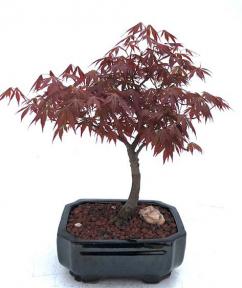 Japanese Red Maple Bonsai Tree<br><i>(acer palmatum 