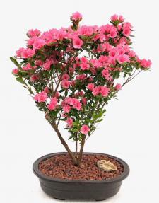 Flowering Rosebud Azalea Bonsai Tree <br>(Rhododendron 'Rosebud')