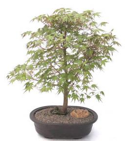 Japanese Green Maple Bonsai Tree<br><i>(acer palmatum)</i>