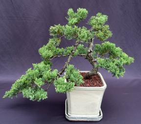 Juniper Bonsai Tree - Cascade Style <br><i>(juniper procumbens nana)</i>