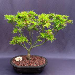 Japanese Green Maple Bonsai Tree <br><i>(acer palmatum 'Mikawa Yatsubusa')</i>