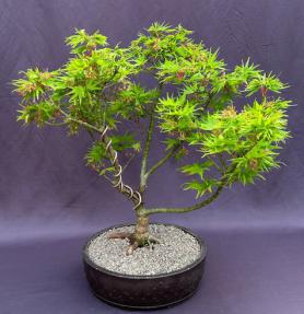 Japanese Green Maple Bonsai Tree <br><i>(acer palmatum 'Mikawa Yatsubusa')</i>