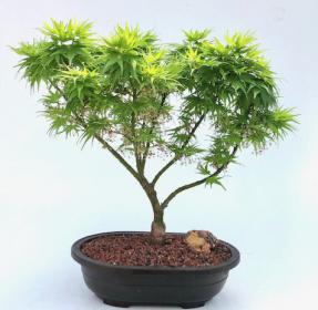 Japanese Green Maple Bonsai Tree <br><i>(acer palmatum 'Mikawa Yatsubusa')</i>