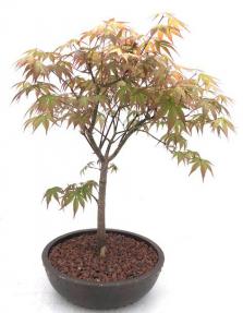 Japanese Red Maple Bonsai Tree<br><i>(acer palmatum 