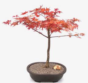 Japanese Red Maple Bonsai Tree<br><i> (Shindeshojo)</i>