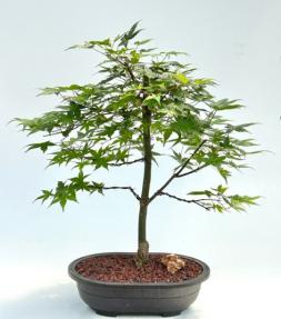 Japanese Red Maple Bonsai Tree<br><i> (Shindeshojo)</i>